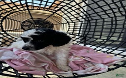 Miniature Poodle dogs for sale: Thor - Image 3