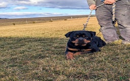 Rottweiler dogs for sale: Durango - Image 7