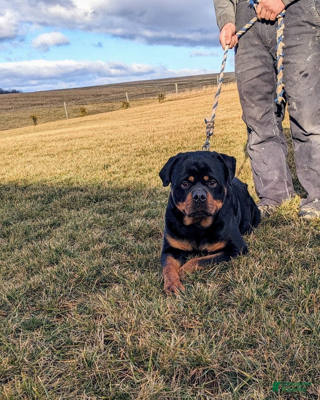 Rottweiler dogs for sale: Durango - Image 7
