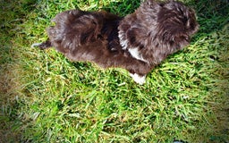 Havapoo dogs for sale: Hammie - Image 10