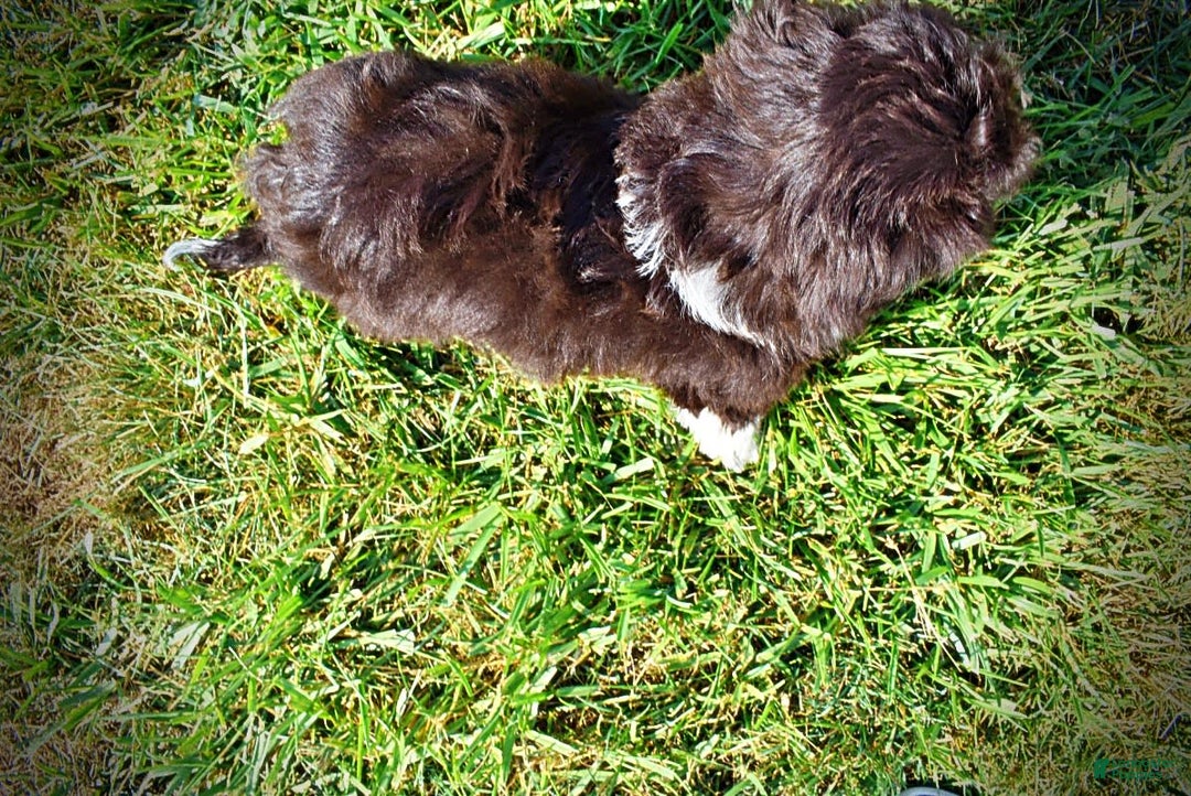 Havapoo dogs for sale: Hammie - Image 10