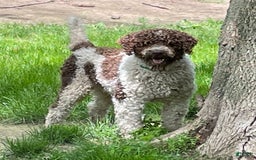 Portuguese Water Dog dogs for sale: Lydia - Image 9