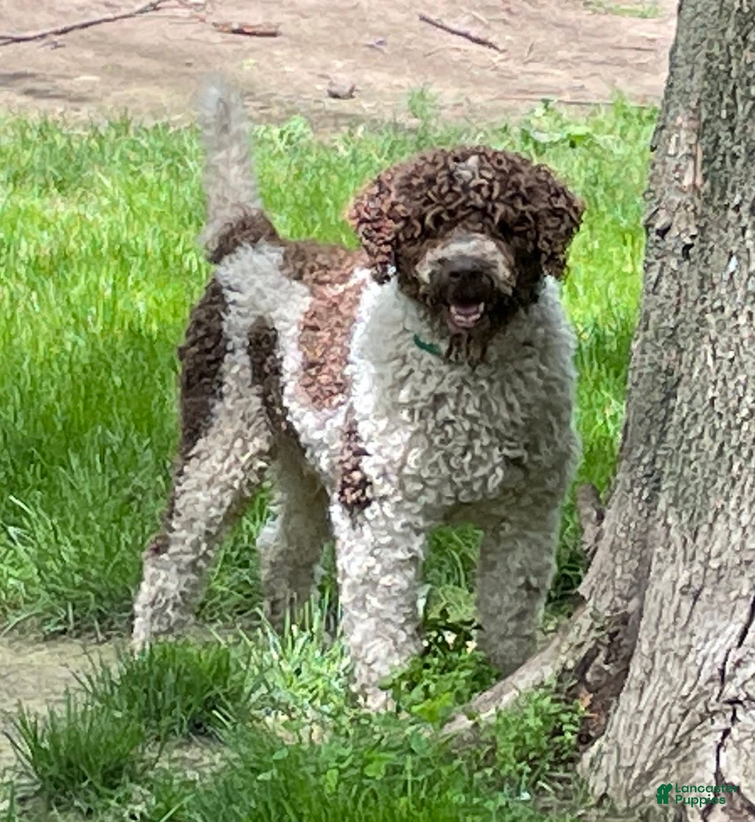 Portuguese Water Dog dogs for sale: Lydia - Image 9