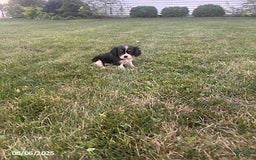 Cavalier King Charles Spaniel dogs for sale: Cavalier King Charles Spaniel 5 puppies - Image 20