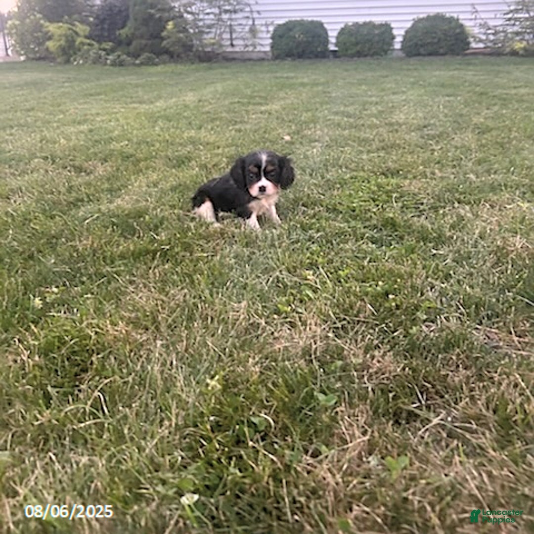 Cavalier King Charles Spaniel dogs for sale: Cavalier King Charles Spaniel 5 puppies - Image 20