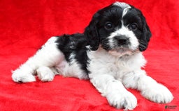 Cavapoo dogs for sale: Oreo - Image 4