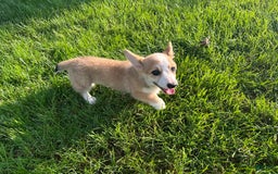 Welsh Corgi Pembroke dogs for sale: Molly - Image 11