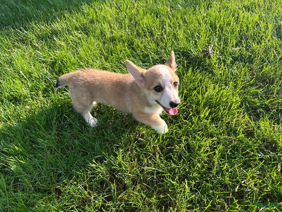 Welsh Corgi Pembroke dogs for sale: Molly - Image 11