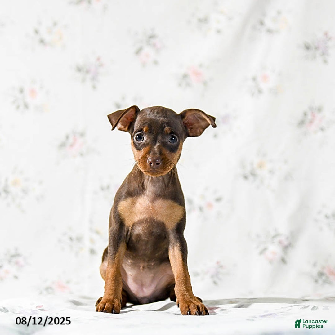Miniature Pinscher dogs for sale: Cookie - Image 4
