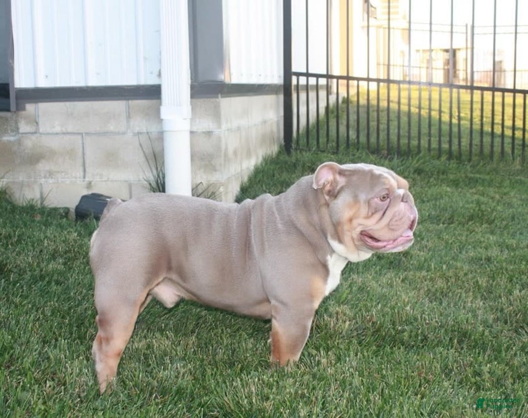 Beabull dogs for sale: Kinsley - Image 11