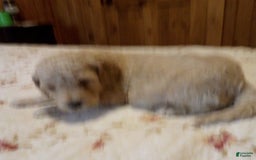 Goldendoodle dogs for sale: Mickey - Image 3