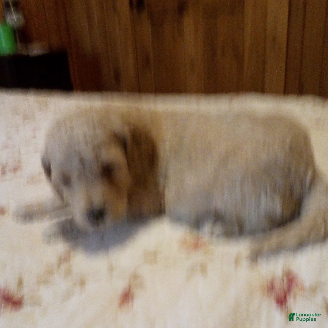 Goldendoodle dogs for sale: Mickey - Image 3