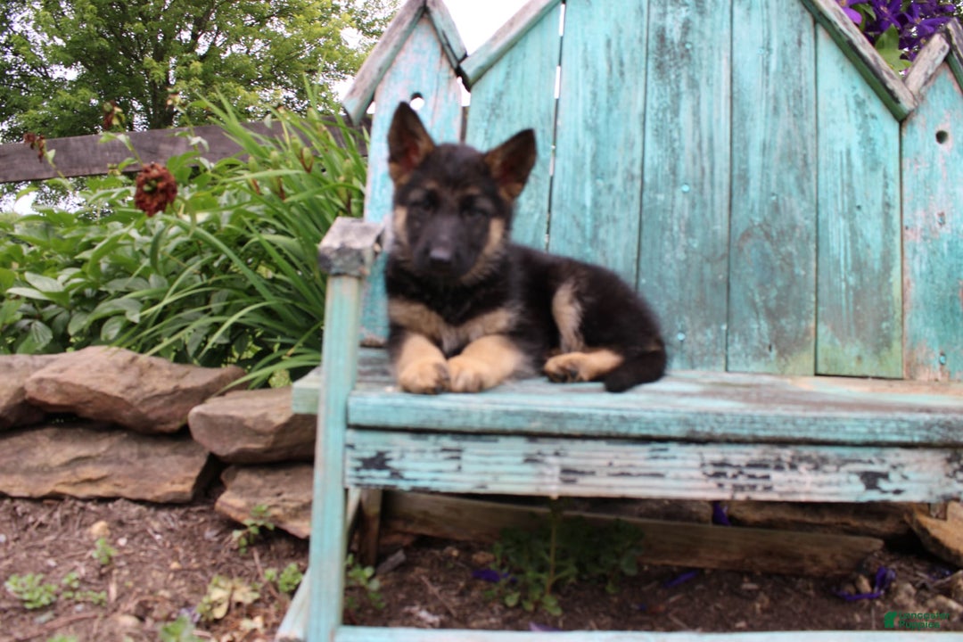 German Shepherd dogs for sale: Bella - Image 6