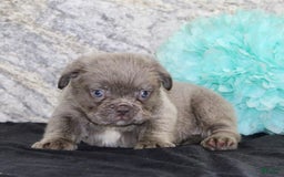 French Bulldog dogs for sale: French Bulldog 3 puppies - Image 3