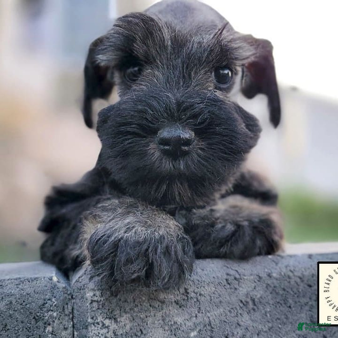 Miniature Schnauzer dogs for sale: Walter - Image 15