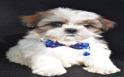 Shih Tzu dogs for sale: Lennie - Image 7
