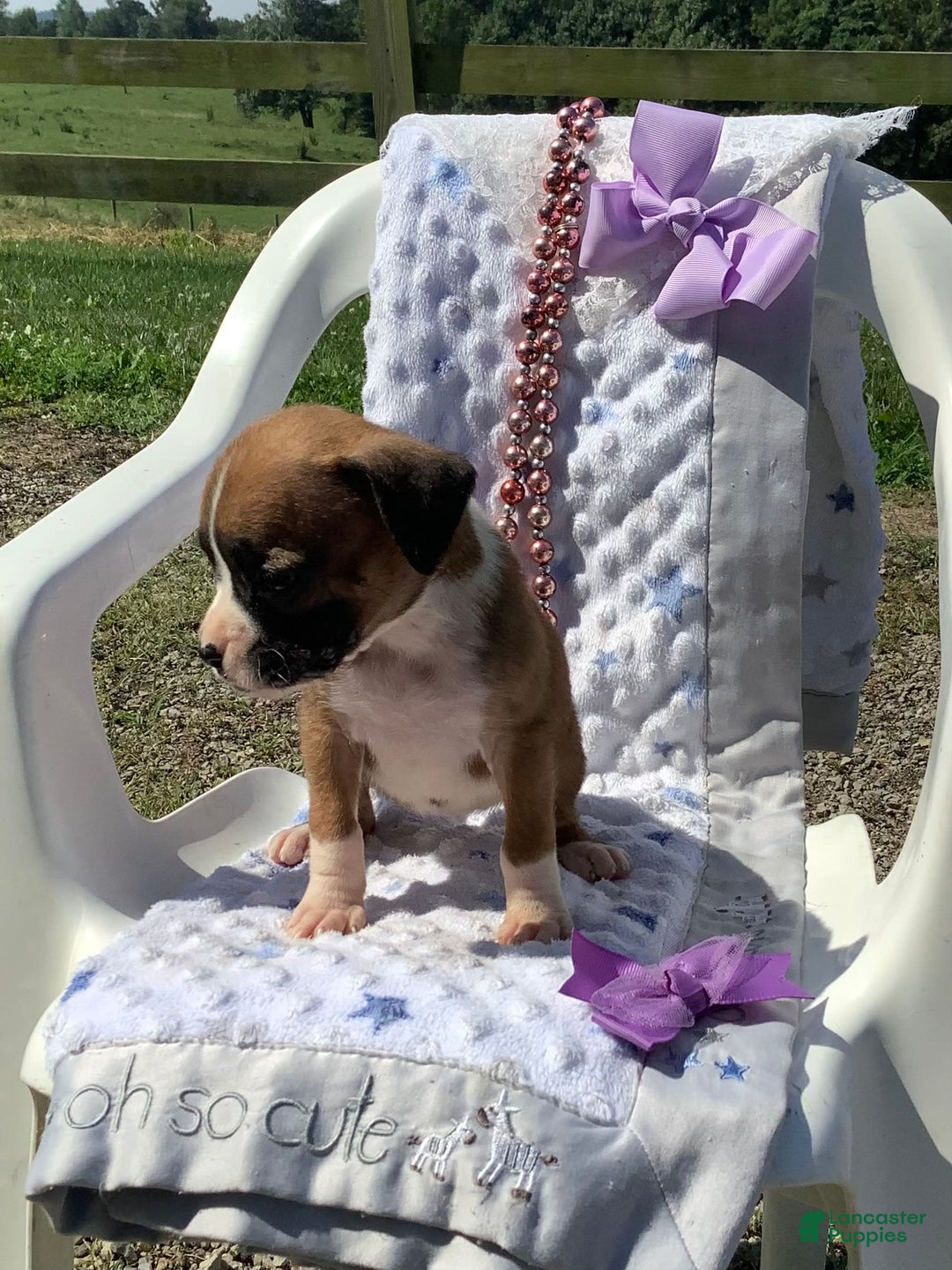 Boxer dogs for sale: Bella - Image 7