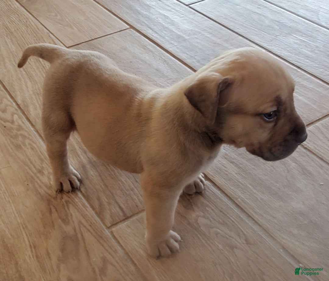 South African Boerboels dogs for sale: Jolie - Image 5
