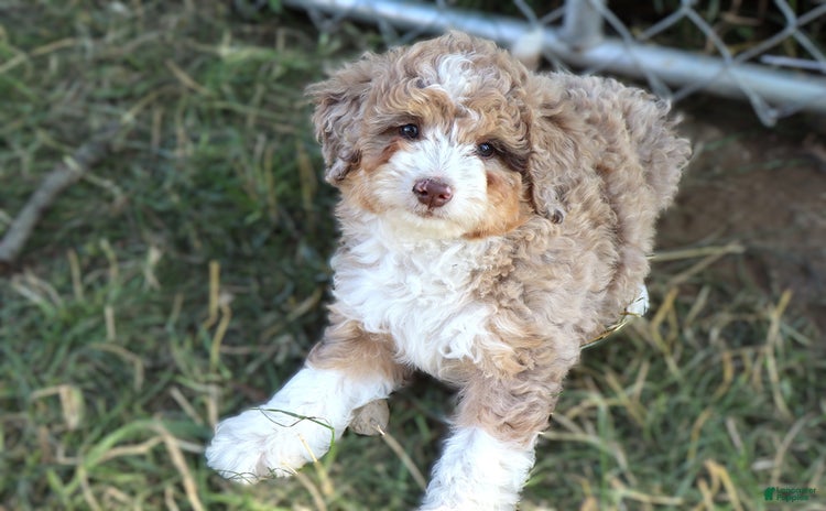 Mini Bernedoodle dogs for sale - Ad 5