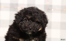 Mini Aussiedoodle dogs for sale: Tahoe - Image 1