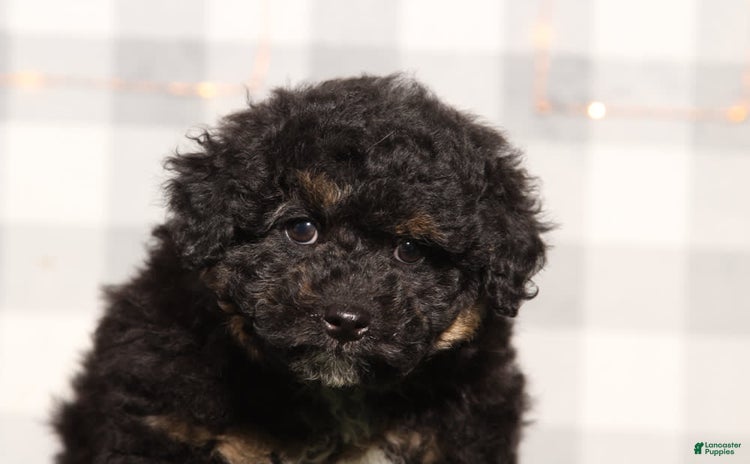Mini Aussiedoodle dogs for sale - Ad 4