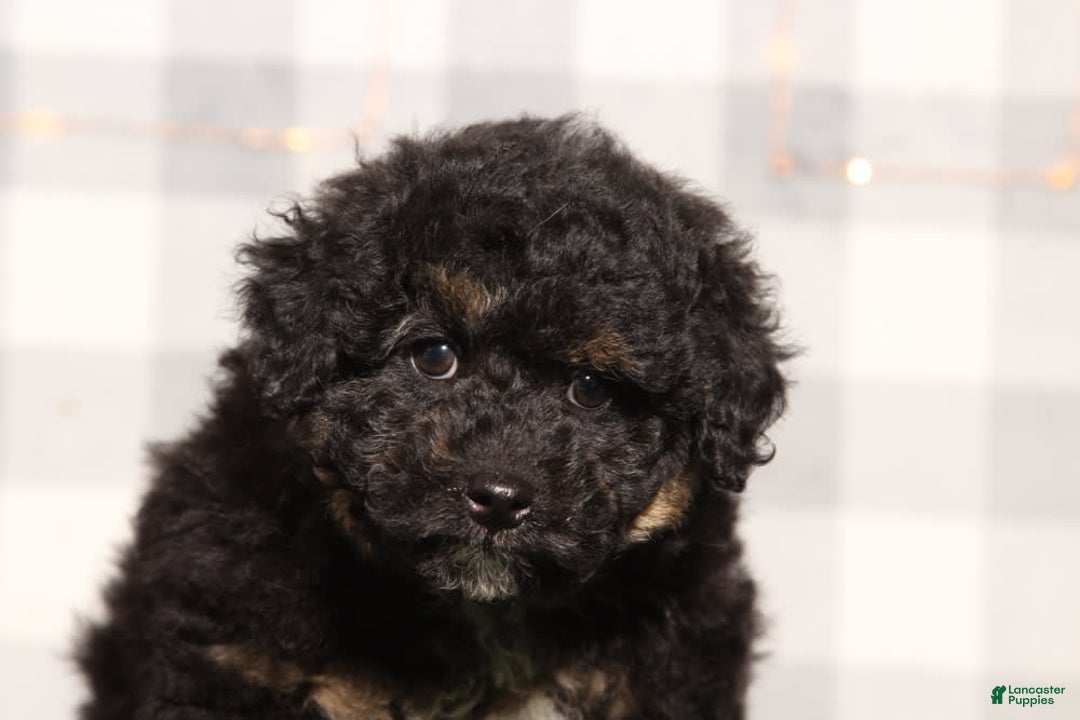 Mini Aussiedoodle dogs for sale: Tahoe - Image 1