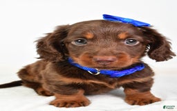 Miniature Dachshund dogs for sale: Ranger - Image 6