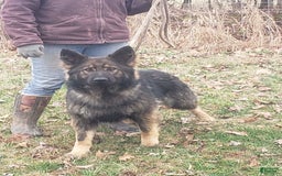 German Shepherd dogs for sale: Poseidon - Image 3