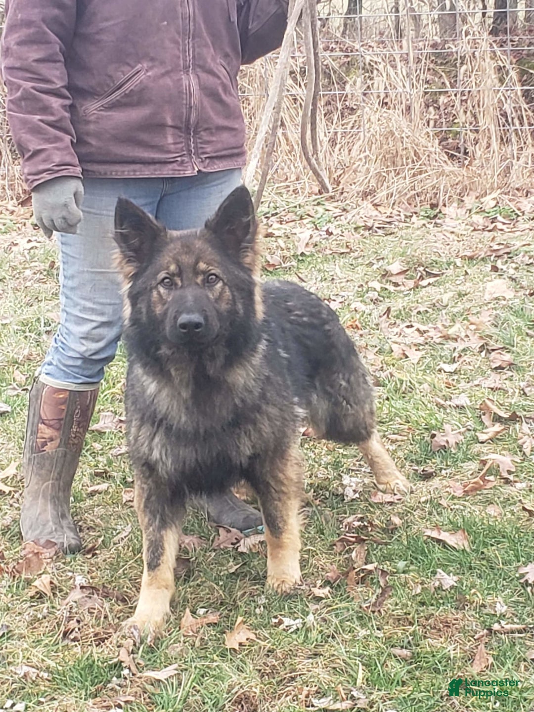 German Shepherd dogs for sale: Poseidon - Image 3
