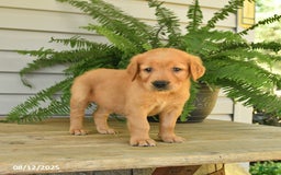Golden Retriever dogs for sale: Mollie - Image 2