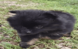 Pomeranian dogs for sale: Onyx - Image 2