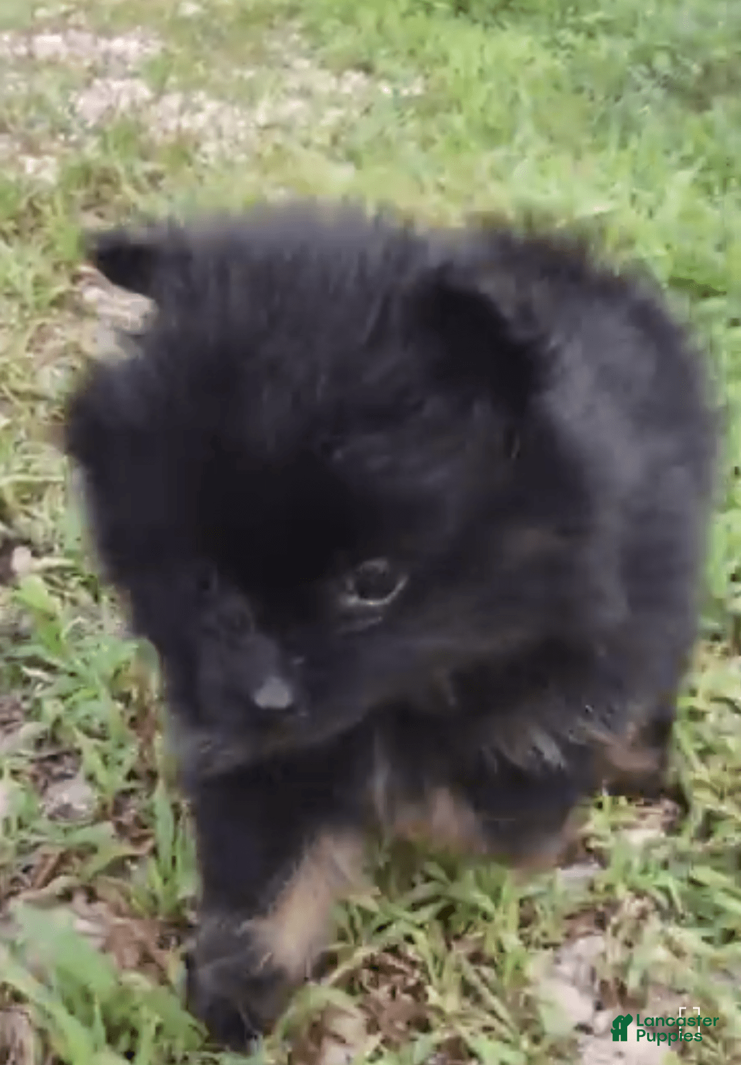 Pomeranian dogs for sale: Onyx - Image 2