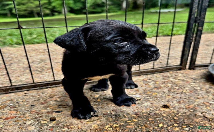 Cane Corso dogs - Advert 20