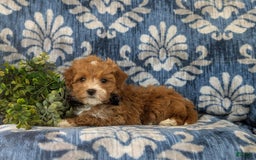 Maltipoo dogs for sale: Whitfield - Image 4
