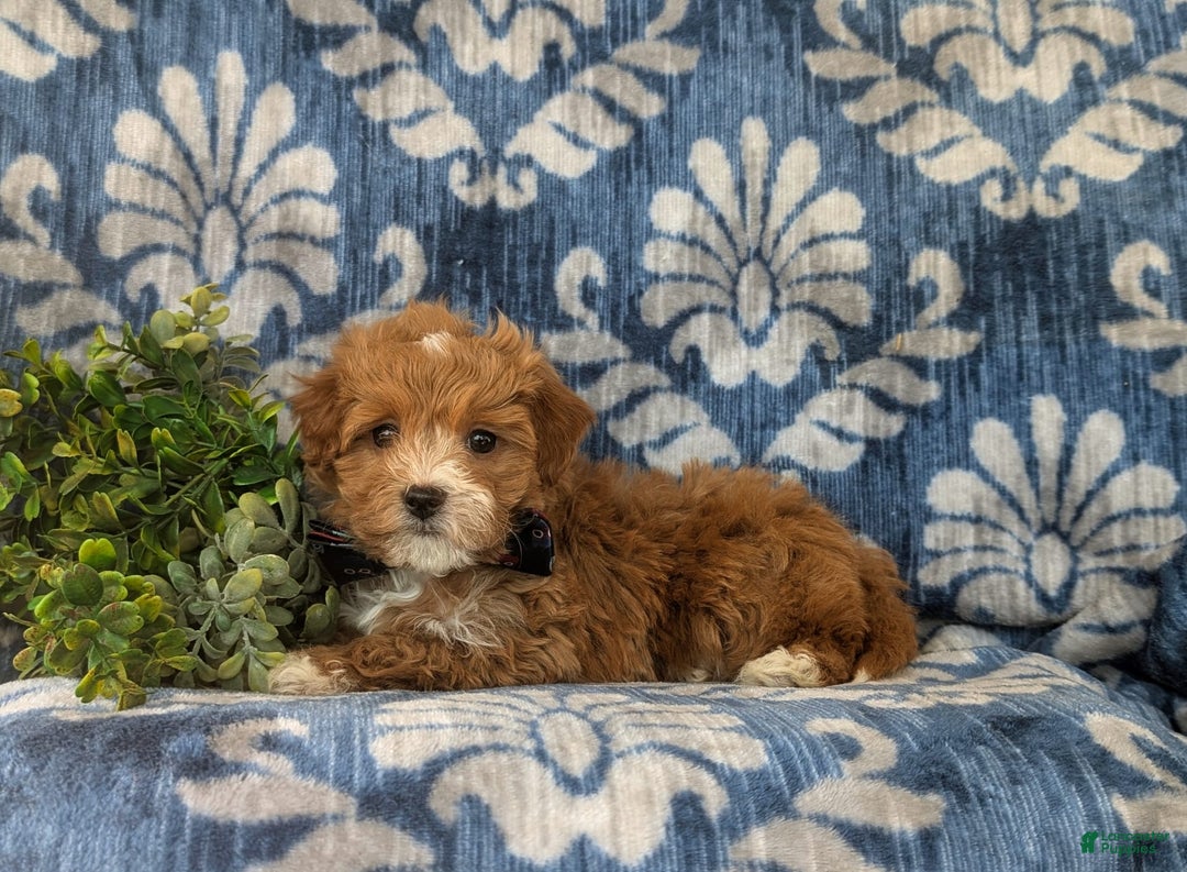 Maltipoo dogs for sale: Whitfield - Image 4