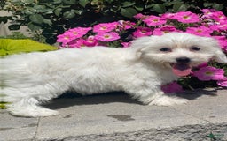 Coton De Tulear dogs for sale: Candy - Image 1