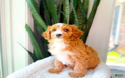 Cavapoo dogs for sale: Yukon - Image 4