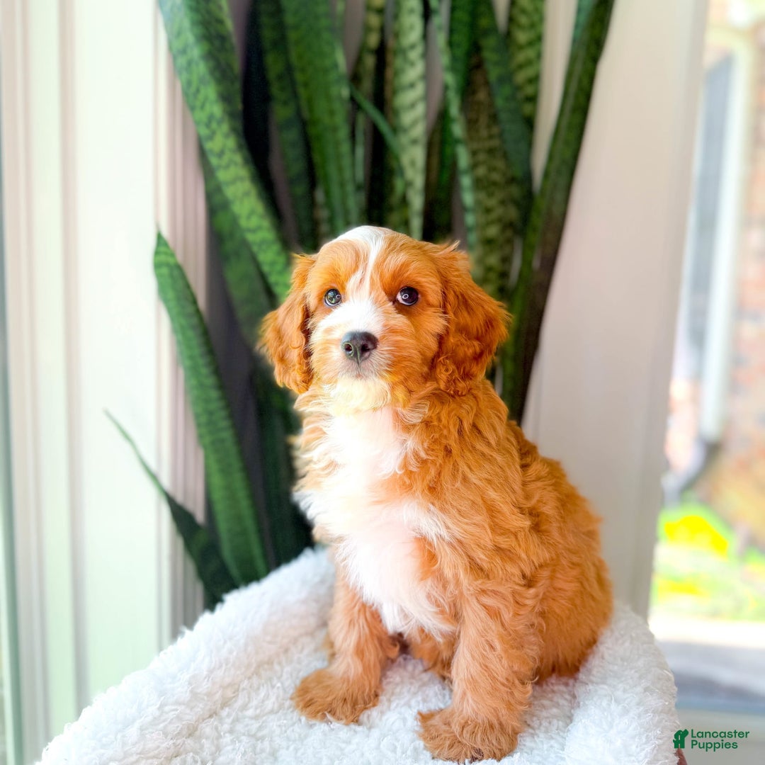 Cavapoo dogs for sale: Yukon - Image 4