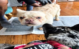 French Bulldog dogs for sale: Roscoe - Image 5