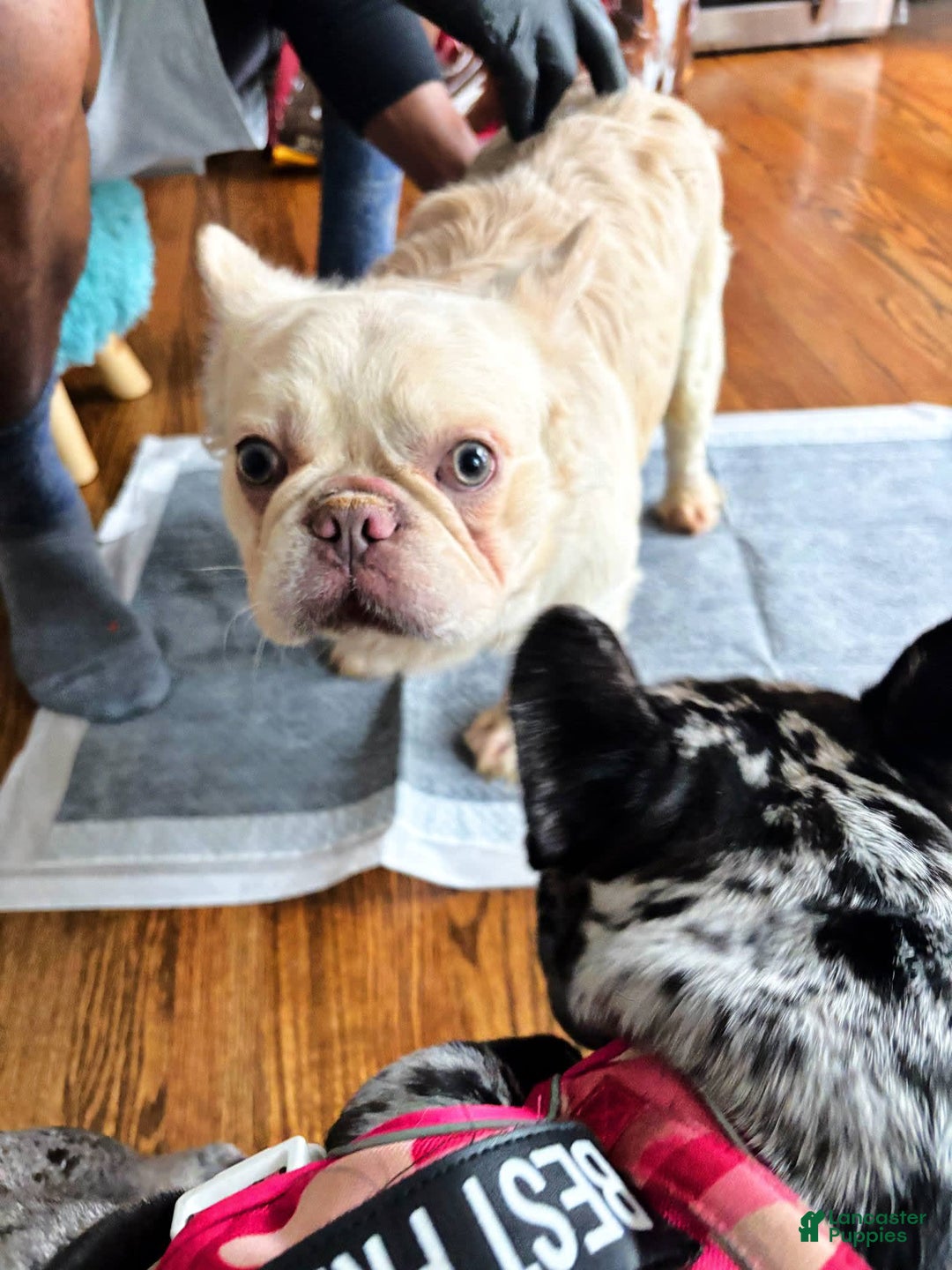 French Bulldog dogs for sale: Roscoe - Image 5