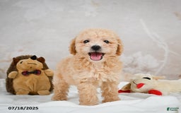 Bichpoo dogs for sale: Dillon - Image 10