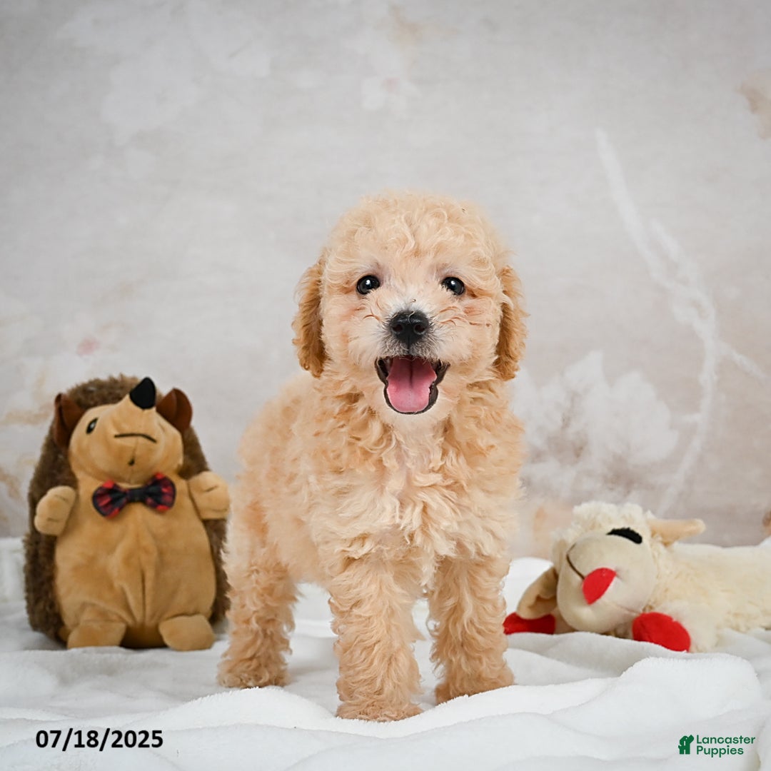 Bichpoo dogs for sale: Dillon - Image 10