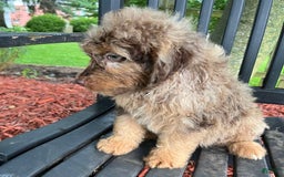 Mini Aussiedoodle dogs for sale: Ringo - Image 23