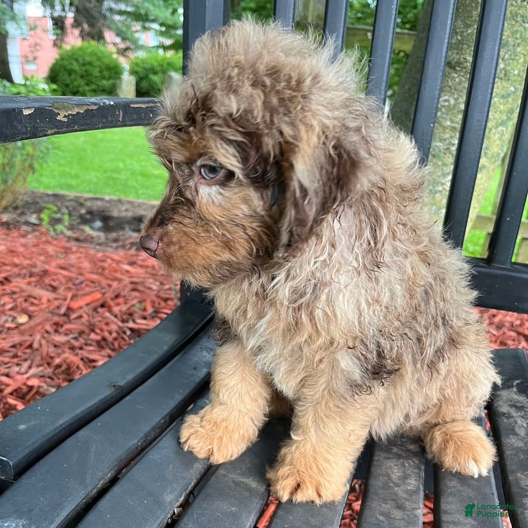 Mini Aussiedoodle dogs for sale: Ringo - Image 23