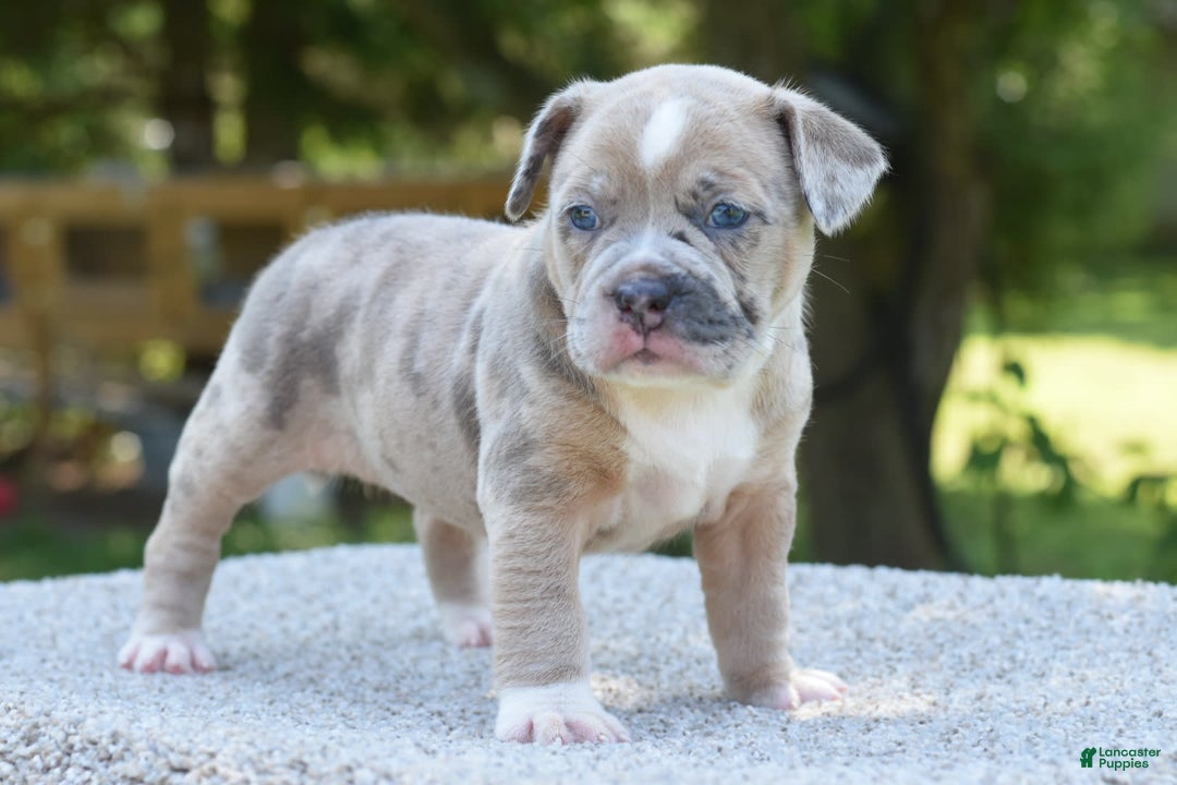 Olde English Bulldogge dogs for sale: Rosie Mini Bulldogge - Image 1