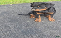Rottweiler dogs for sale: Princess Stellaria-doneyuno - Image 5