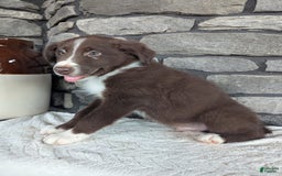 Australian Shepherd dogs for sale: Fido - Image 3
