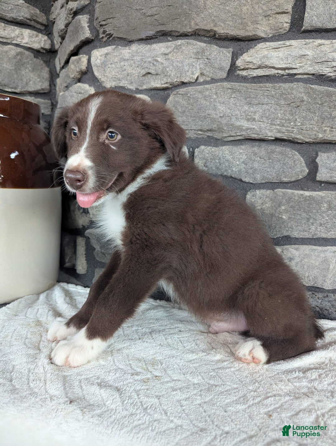 Australian Shepherd dogs for sale: Fido - Image 3