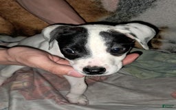 Dogo Argentino dogs for sale: Oreo - Image 3