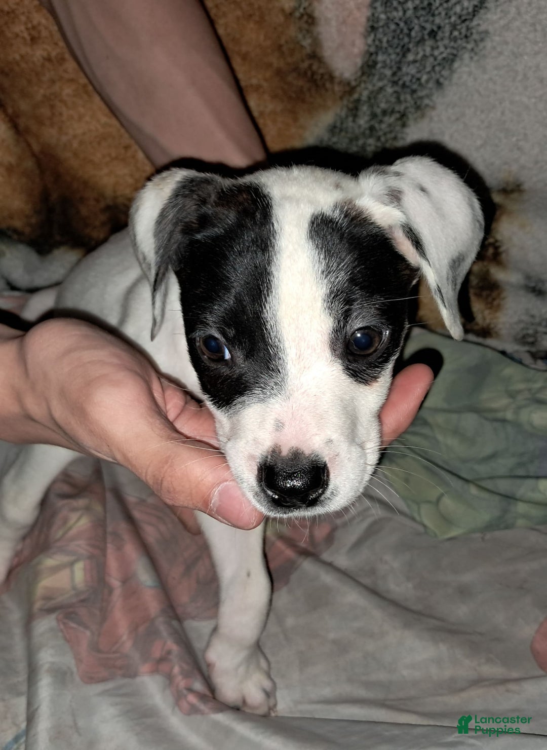 Dogo Argentino dogs for sale: Oreo - Image 3